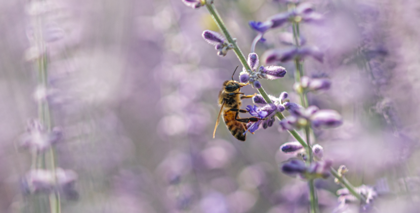 l'Art de la Confiance : Mon Engagement envers la Biodiversité