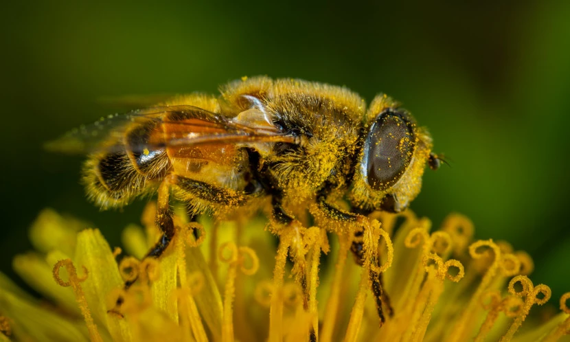 Agence de communication sur Bordeaux : Les Abeilles